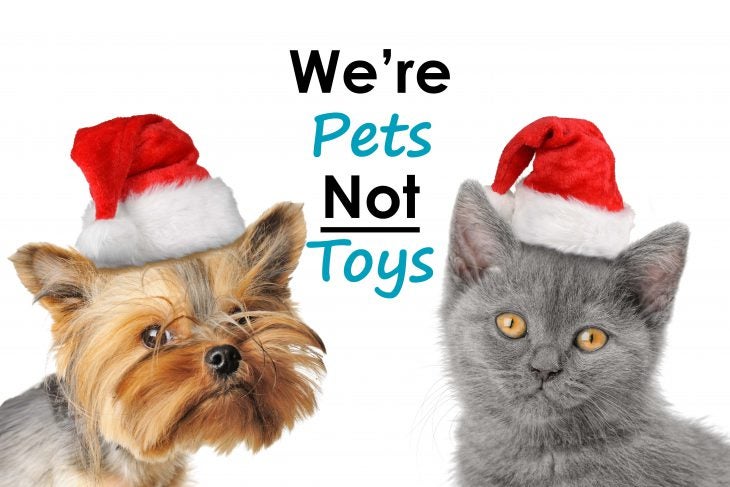 Pets as Holiday Gifts Things to Consider