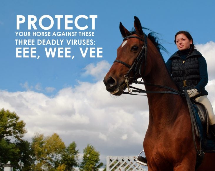 Equine-Encephalomyelitis-Horse-Vaccines