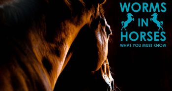 worms-horses-what-you-must-know