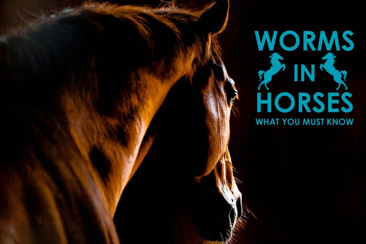 worms-horses-what-you-must-know