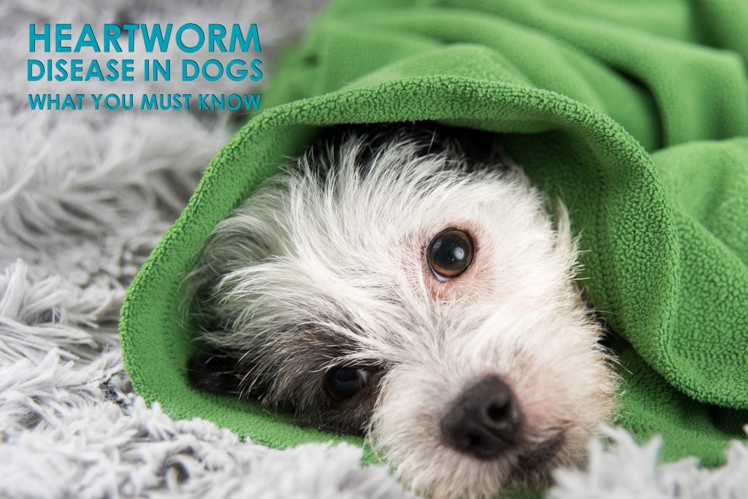 Heartworm Disease in Dogs What You Must Know