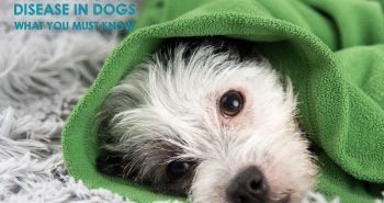 Heartworm Disease in Dogs What You Must Know