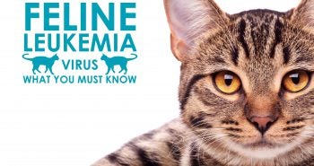 tabby-cat-feline-leukemia-virus
