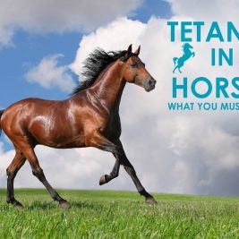 Tetanus-in-Horses-what-you-must-know