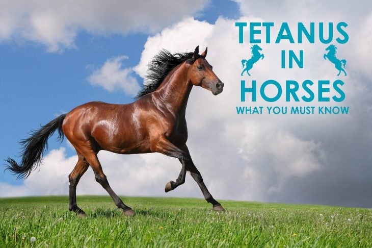 Tetanus-in-Horses-what-you-must-know