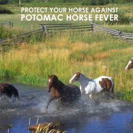 Potomac-Horse-Fever-Horses-River2