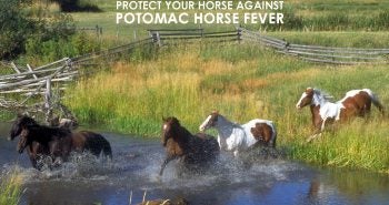 Potomac-Horse-Fever-Horses-River2