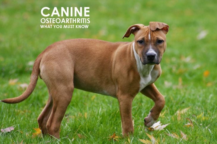 Is Your Dog Suffering from Osteoarthritis?