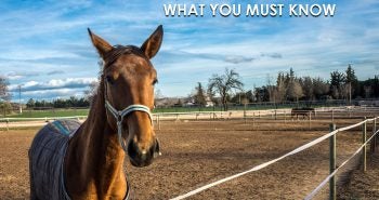 equine herpes virus what you must know