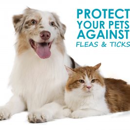 Protect Your Pets Against Fleas and Ticks