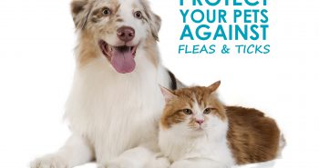 Protect Your Pets Against Fleas and Ticks
