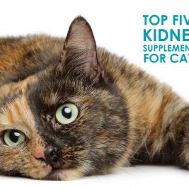 top-five-kidney-supplements-for-cats