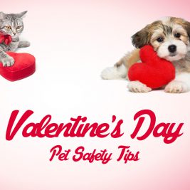 valentines-day-pet-safety-tips