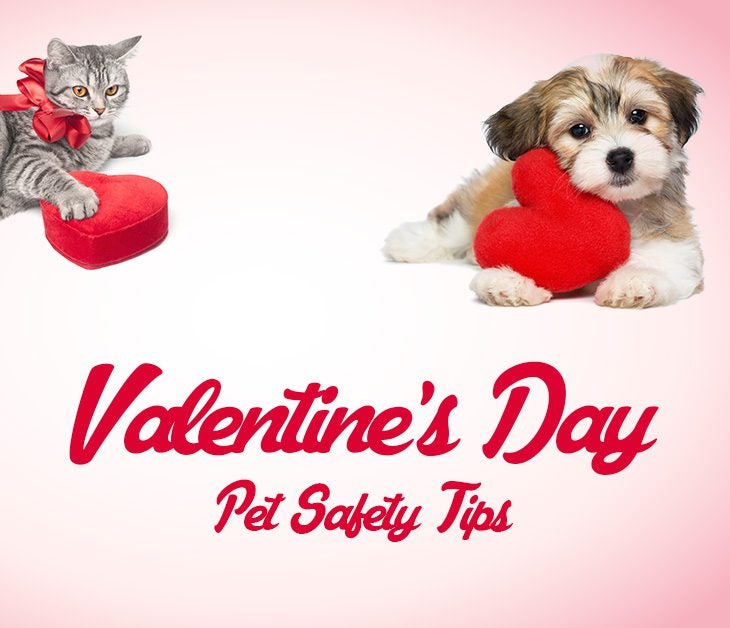 valentines-day-pet-safety-tips