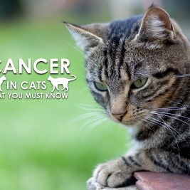Cancer in Cats What You Must Know