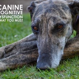 canine cognitive dysfunction