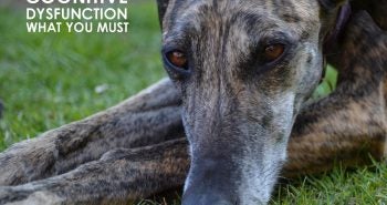 canine cognitive dysfunction