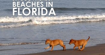 dog-friendly-beaches-Florida