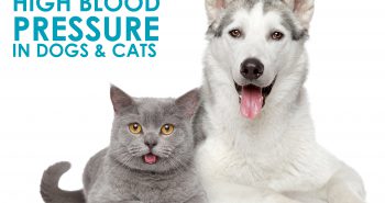Know the Signs of High Blood Pressure in Dogs and Cats