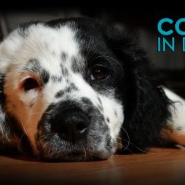 colitis in dogs causes symptoms solutions