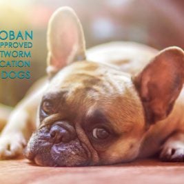Diroban FDA Approved heartworm medication for dogs