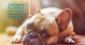 Diroban FDA Approved heartworm medication for dogs