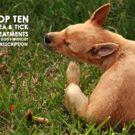 Top Ten Flea & Tick Treatments for Dogs without a Prescription