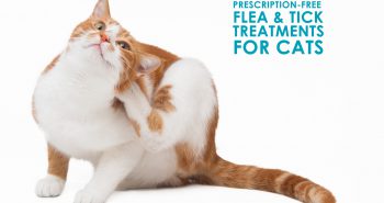 Prescription Free Flea and Tick treatments for cats