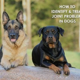 how to identify and treat joint problems in dogs