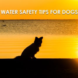 Water Safety Tips for Dogs