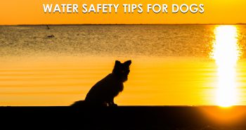 Water Safety Tips for Dogs