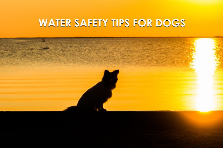 Water Safety Tips for Dogs