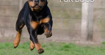 antinol joint supplement dog rottweiler