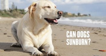 Can Dogs Sunburn?
