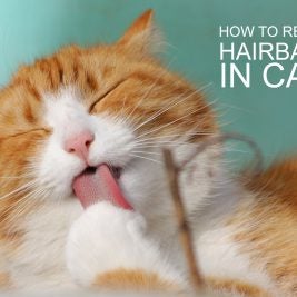 How to reduce hairballs in cats