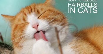 How to reduce hairballs in cats