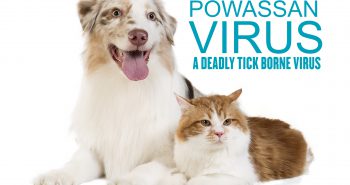 powassan virus deadly tick borne virus