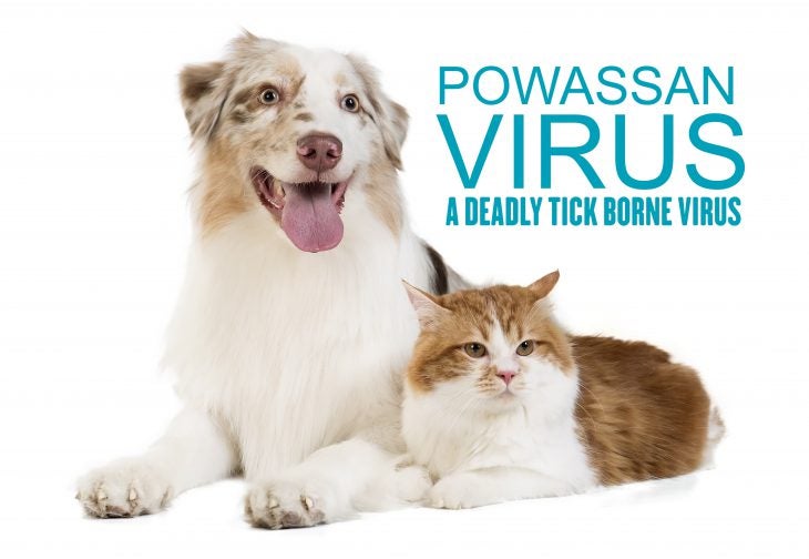powassan virus deadly tick borne virus