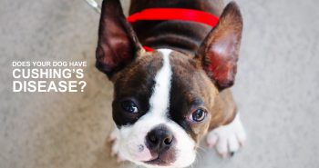 vetoryl cushings disease boston terrier dog