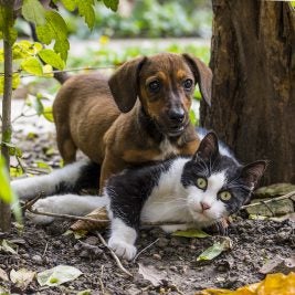 Cat and dog with diabetes