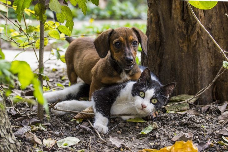 Cat and dog with diabetes