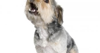 dog barking door training conditioning