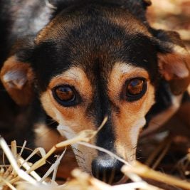 A nervous dog looking at camera with anxiety