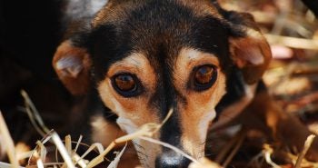 A nervous dog looking at camera with anxiety