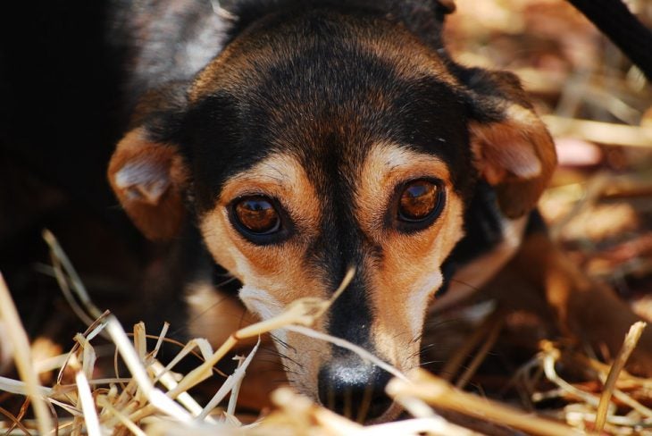 A nervous dog looking at camera with anxiety