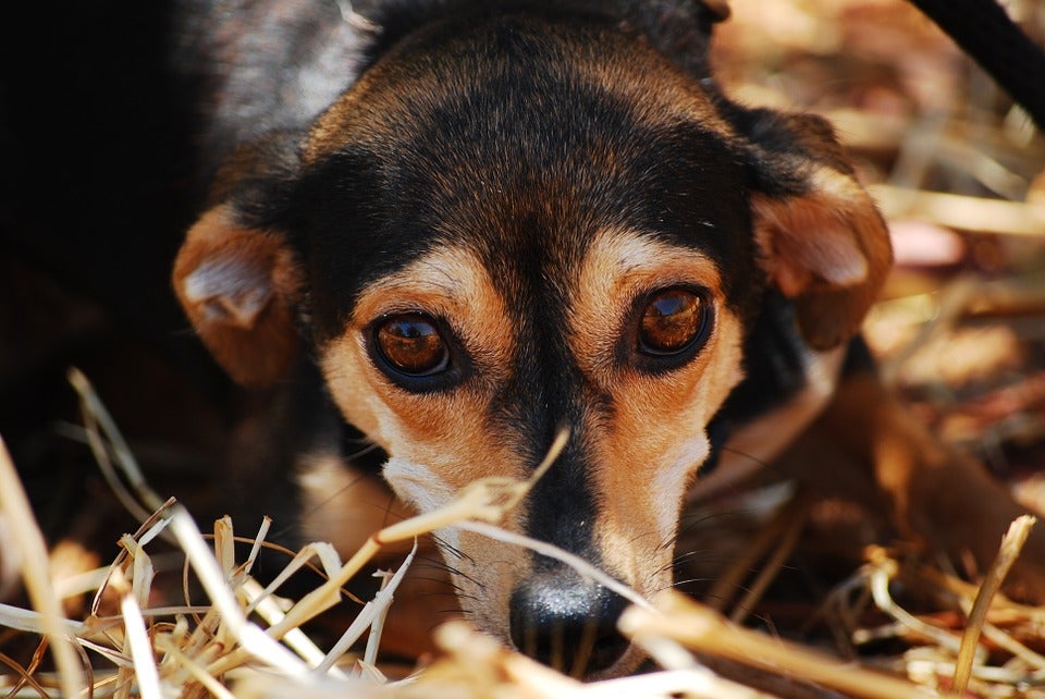 A nervous dog looking at camera with anxiety