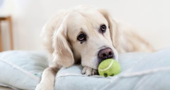 A lonely retriever looking sad with a tennis ball