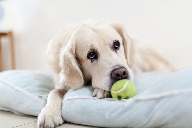 A lonely retriever looking sad with a tennis ball