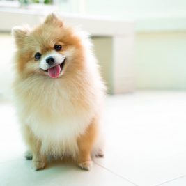 Pomeranian Dog