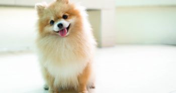 Pomeranian Dog